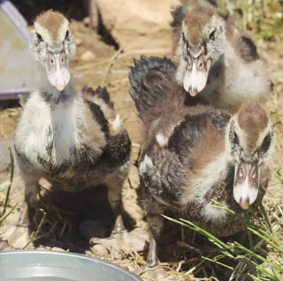 Little ducklings on the farm