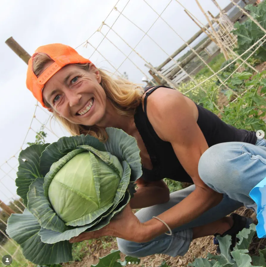 Cabbage harvest