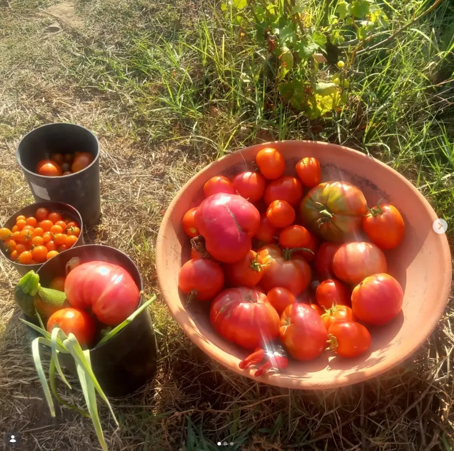 Tomato harvest